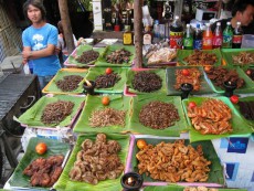 Edible insects